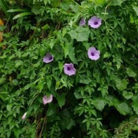 بذور متسلقة ست الحسن