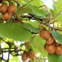 بذور فاكهة الكيوي