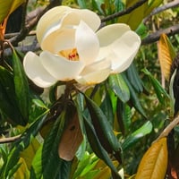 بذور شجرة ماغنوليا العطرية