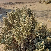 بذور عشبة العجرم