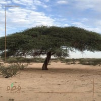 جملة بذور طلح الطائف