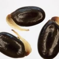 ‫جملة بذور كاسيا ساليجنا بالوزن