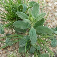 بذور الارقة أو الجريد أو الارجة او الاجرد المغذي ل...