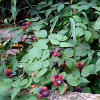 بذور توت العليق الأسود