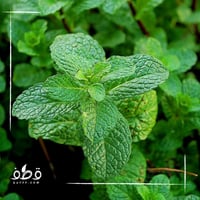 بذور النعناع البلدي