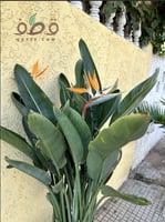 بذور شجرة عصفور الجنة أوجاستا