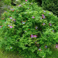 بذور الورد الجوري الياباني الوردي