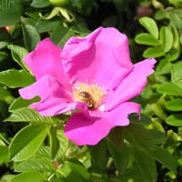 بذور الورد الجوري الياباني الوردي