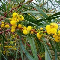 ‫جملة بذور كاسيا ساليجنا بالوزن