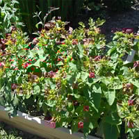 بذور زهرة الساعة الرابعة احمر - شب الليل