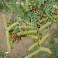 بذور الغاف اللولبي