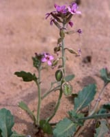 جملة بذور الخزامى البرية بالوزن