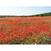 جملة 10000 بذرة من زهرة الديدحان الاحمر شقائق النع...