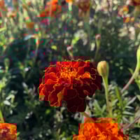 بذور زهرة المخملية الحمراء