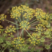 بذور عشبة الحزا البرية