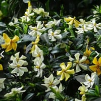 بذور شجرة ياسمين جاردينيا