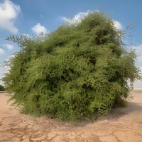 جملة 500 بذرة من بذور السدر الفياض البري