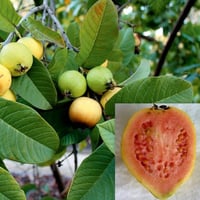 بذور الجوافة الحمراء