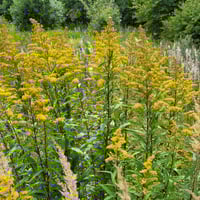 بذور عصا الذهب القضبان الذهبية