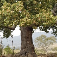 بذور شجرة استركوليا مخمسة