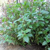 بذور ريحان القرفة