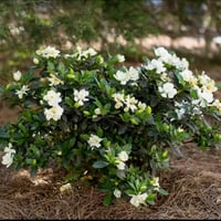 بذور شجرة ياسمين جاردينيا