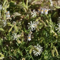 بذور زهرة عشبة ابو دهينة البرية