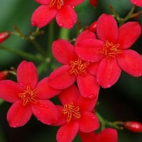 جملة 200 بذرة من بذور شجرة الجاتروفا الحمراء