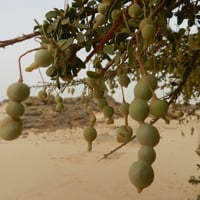 بذور شجرة السرح