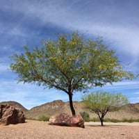 بذور الغاف اللولبي