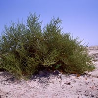 بذور شجيرة الغضراف البرية