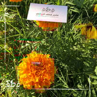 بذور زهرة القطيفة المخملية الحمراء