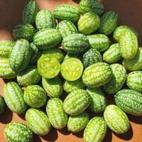 بذور كاكاميلون خيار مكسيكي