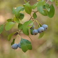 بذور توت بلو بيري التوت الازرق