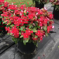 بذور البفتة الحمراء فينكا