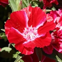 بذور زهرة وداع الربيع كلاركيا