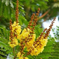 بذور بونسيانا صفراء - بلتفورم