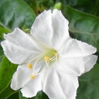 بذور شجرة الساعة الرابعة البيضاء - شب الليل