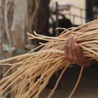 بذور شجرة الاراك