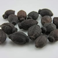 بذور زهرة الساعة الرابعة الملونة - شب الليل