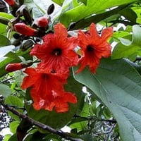 بذور شجرة الكورديا القرمزية