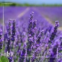 بذور نبات اللافندر العطري