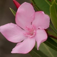 بذور شجرة الدفلة الزهرية البيضاء