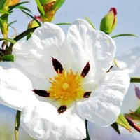 بذور شجيرة وردة الأميرة القريضة العنبرية العطرية