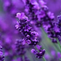 جملة 1000 بذرة من نبات اللافندر العطري