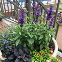 جملة 500 بذرة من زهرة سالفيا الزرقاء