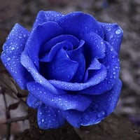 بذور ورد جوري أزرق