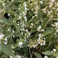 بذور شجيرة الندغ (المجرى) العاسلة