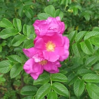 بذور الورد الجوري الياباني الوردي