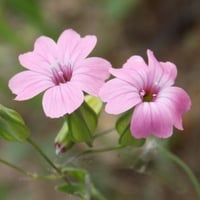 جملة بذور زهرة الدهدهان الوردي المحمر